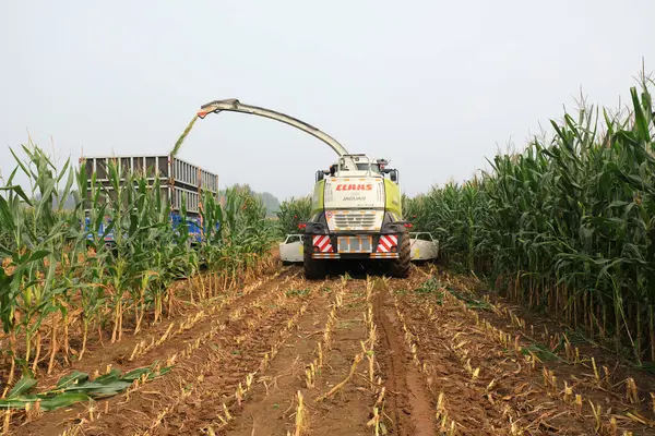 LUANNAN COUNTY, Çin - 10 Ağustos 2021: Çiftçiler tarlalarda depolanan yeşil mısırları toplamak için hasatçıları sürüyorlar, Çin