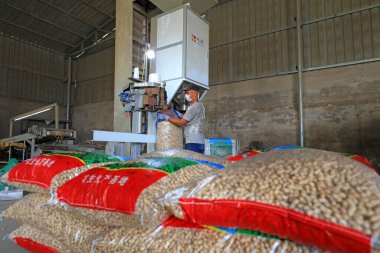 LUANNAN COUNTY, Çin - 17 Eylül 2021: çiftçiler Kuzey Çin 'de fıstık işlemek için tarım makineleri kullanıyorlar
