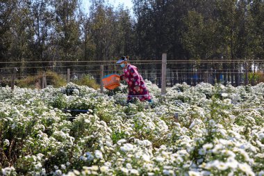 LUANNAN COUNTY, Çin - 8 Ekim 2021: çiftçiler Kuzey Çin 'deki tarlalarda tıbbi beyaz kasımpatı hasat ettiler