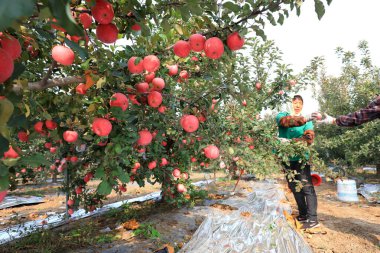 LUANNAN COUNTY, Çin - 22 Ekim 2021: çiftçiler meyve bahçelerinden elma topluyor, Kuzey Çin