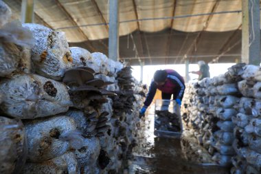 LUANNAN COUNTY, Çin - 11 Kasım 2021: Çiftçiler Kuzey Çin 'deki serada yenilebilir mantar hasat ediyorlar