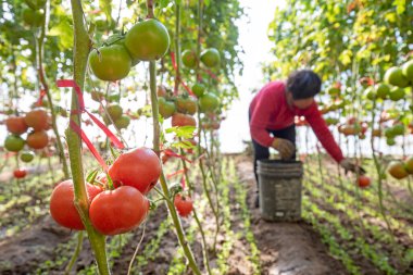 LUANNAN COUNTY, Çin - 2 Aralık 2021: Bir köylü kadın Kuzey Chin 'deki bir serada domates hasat ediyor