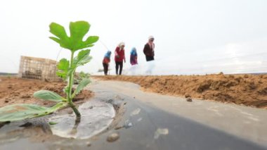 LUANNAN COUNTY, Çin - 17 Nisan 2022: çiftçiler Kuzey Çin 'deki bir çiftliğe karpuz tohumları ekiyor