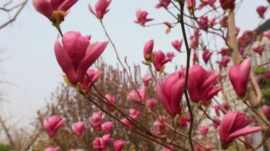Kuzey Çin 'de bir parkta güzel manolya çiçekleri