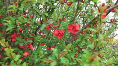 Güzel çubuk saplı Begonya çiçekleri Kuzey Çin 'de, parkta