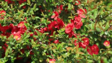 Güzel sopa saplı Begonya çiçekleri, yakın plan fotoğraf.