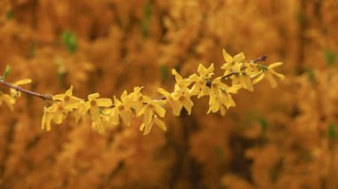 Parkta güzel çiçekler, Kuzey Çin