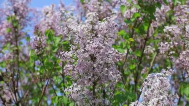 Parktaki güzel leylak çiçekleri