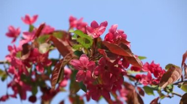 Parktaki güzel Begonya çiçekleri