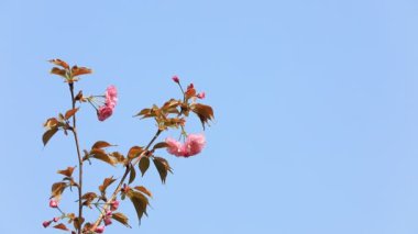 Parkta güzel kiraz çiçekleri var, Kuzey Çin