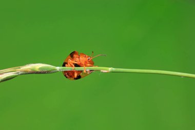 Hispidae ailesi Kuzey Çin 'de bitkilerin üzerinde sürünüyor.
