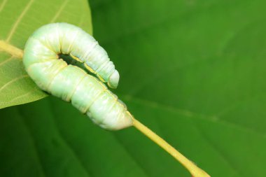 Lepidoptera larvaları vahşi doğada, Kuzey Çin