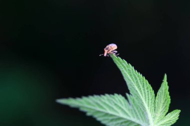 Weevil on wild plants, North China clipart