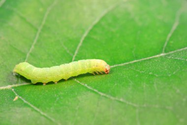 Lepidoptera larvaları vahşi doğada, Kuzey Çin