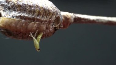 Küçük Mantid, Kuzey Çin 'deki yumurta kılıfından yumurtadan çıktı.