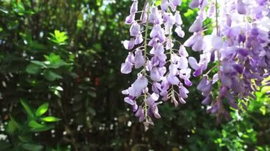 Şişman arılar, Kuzey Çin 'deki botanik bahçesinde, Wisteria çiçeklerinde uçarlar.