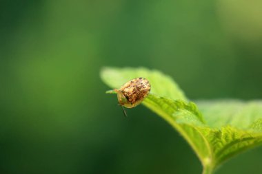 Hispidae ailesi Kuzey Çin 'de bitkilerin üzerinde sürünüyor.