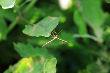 Lepidoptera böcekleri vahşi doğada, Kuzey Çin