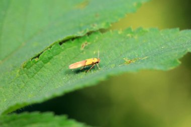 Lepidoptera böcekleri vahşi doğada, Kuzey Çin