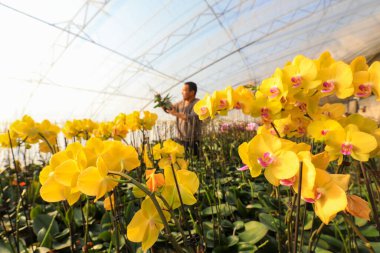 LUANNAN COUNTY, Çin - 28 Aralık 2021: Çiftçiler Kuzey Çin 'deki Phalaenopsis' in icabına bakıyorlar