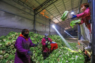 LUANNAN COUNTY, Çin - 29 Aralık 2021: çiftçiler Kuzey Çin 'deki bir sebze toplama sahasında Çin lahana yükleme ve dış taşımacılığı ile ilgilenirler.