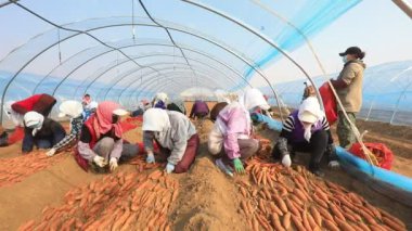 LUANNAN COUNTY, Çin - 8 Mart 2022 Çiftçiler Kuzey Çin 'deki seraya tatlı patates tohumları koyuyorlar