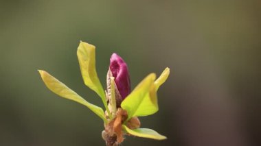 Güzel manolya çiçekleri Kuzey Çin 'de bir botanik bahçesindedir.