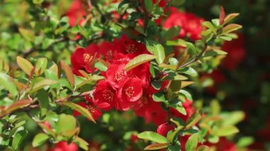 Güzel sopa saplı Begonya çiçekleri, yakın plan fotoğraf.