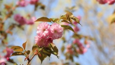 Parkta güzel kiraz çiçekleri var, Kuzey Çin