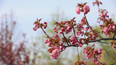 Parkta güzel kiraz çiçekleri var, Kuzey Çin