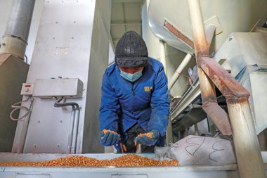 LUANNAN COUNTY, Çin - 18 Şubat 2022: İşçiler mısır tohumlarının kalitesini kontrol ediyorlar, Kuzey Chin