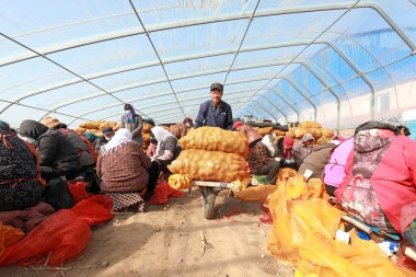 LUANNAN COUNTY, Çin - 23 Şubat 2022: çiftçiler Kuzey Çin 'deki bir çiftlikte patates tohumu blokları yapıyorlar