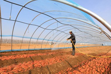 LUANNAN COUNTY, Çin - 8 Mart 2022: Çiftçiler, Kuzey Çin 'deki seradaki tatlı patates tohumlarını temizlemek için su boruları kullanıyorlar