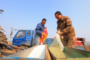 LUANNAN COUNTY, Çin - 9 Mart 2022: Çiftçiler tarladaki tarlaya gübre ve bezelye tohumu ektiler, Kuzey Çin