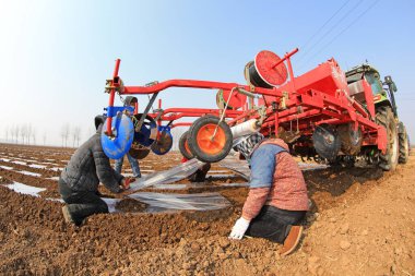 LUANNAN COUNTY, Çin - 9 Mart 2022: çiftçiler Kuzey Çin 'deki patates çiftçilerinin plastik filmlerini toparladı