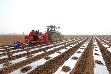 LUANNAN COUNTY, Çin - 9 Mart 2022: çiftçiler tarlada plastik kaplama patates ekmek için bir ekici kullanır, Kuzey Çin
