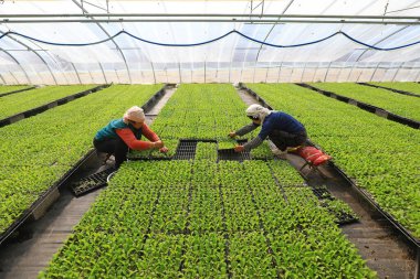 LUANNAN COUNTY, Çin - 15 Mart 2022: Çiftçiler seralarda ve Kuzey Çin 'deki çiftliklerde sebze fideleriyle ilgilenirler