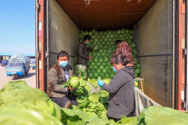 LUANNAN COUNTY, Çin - 28 Mart 2022: Çiftçiler Kuzey Çin 'deki bir sebze toptancısı pazarında şalgam düzenleyip naklediyorlar.