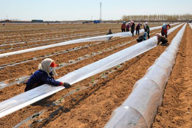 LUANNAN COUNTY, Çin - 14 Nisan 2022 Çiftçiler Kuzey Çin 'deki çiftlikte karpuz fideleri dikiyorlar