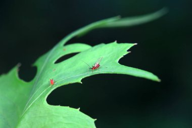 Vahşi doğada yaprak bitleri, Kuzey Çin