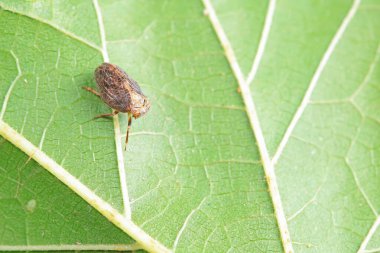 Kuzey Çin 'deki yabani bitkilerin üzerindeki Cicadellidae böcekleri.