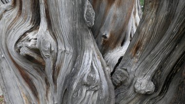 Platycladus orientalis 'in gövde yapısı