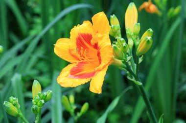 Parkta Hemerocallis çiçekleri, Pekin
