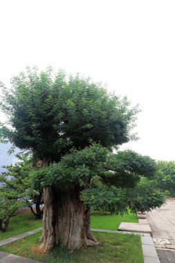 Pekin Botanik Bahçesi 'nde geleneksel Çin Botanik Bahçesi Modelliği
