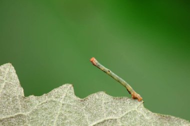 Lepidoptera larva larvası vahşi doğada, Kuzey Çin