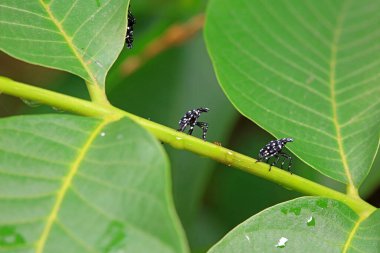 Kuzey Çin 'deki yabani bitkilerin üzerindeki Cicadellidae böcekleri.