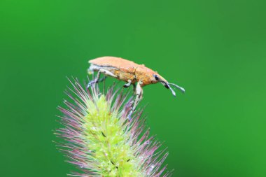 Yabani bitkiler, Kuzey Çin