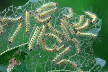 Lepidoptera larvaları vahşi doğada, Kuzey Çin