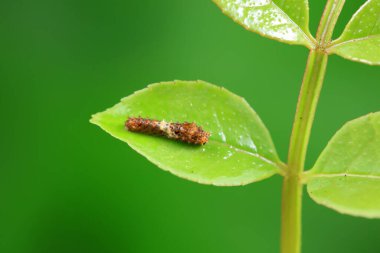 Lepidoptera larvaları vahşi doğada, Kuzey Çin