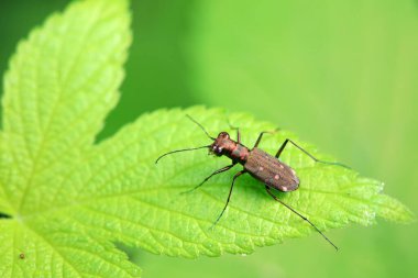 Coleoptera Cicindelidae böceği vahşi doğada, Kuzey Çin